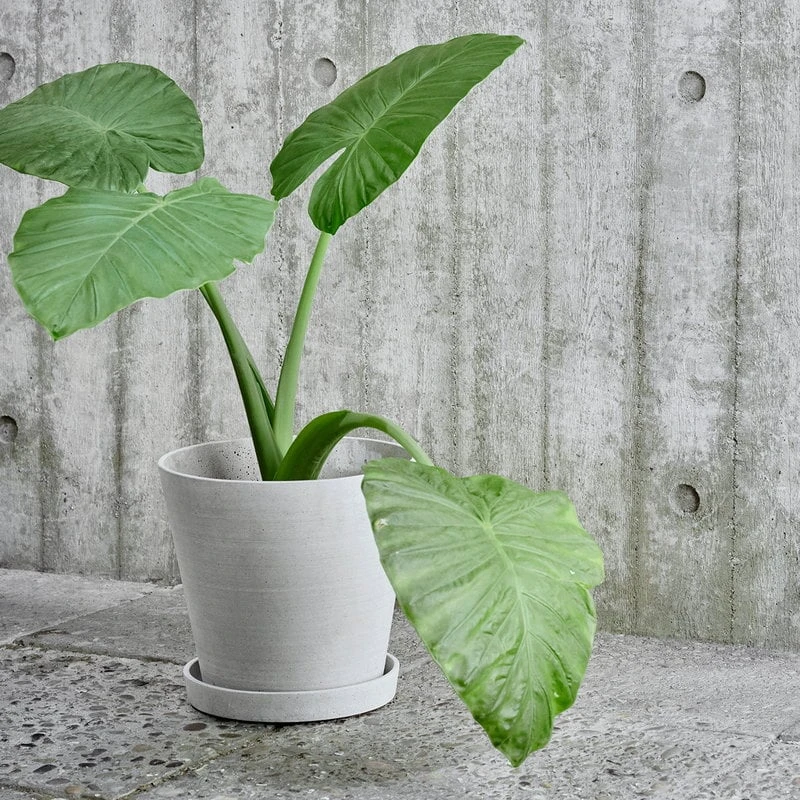 HAY Flowerpot Ruukku Ja Lautanen, M, Harmaa 4 HAY Flowerpot Ruukku Ja Lautanen, M, Harmaa - Image 2