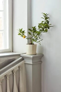 HAY Botanical Family Ruukku Ja Lautanen, XL, Luonnonvalkoinen 9 HAY Botanical Family Ruukku Ja Lautanen, XL, Luonnonvalkoinen -EMI Sisustus Kauppa Botanical Family off white 1