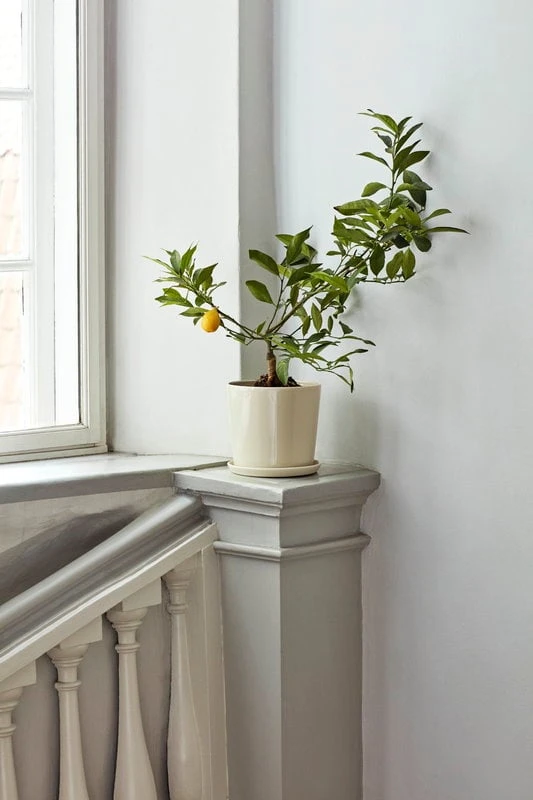 HAY Botanical Family Ruukku Ja Lautanen, L, Luonnonvalkoinen 7 HAY Botanical Family Ruukku Ja Lautanen, L, Luonnonvalkoinen - Image 5