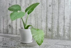 HAY Flowerpot Ruukku Ja Lautanen XL, Harmaa -EMI Sisustus Kauppa Flower Pot grey