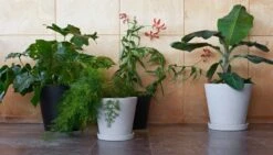 EMI Sisustus Kauppa -EMI Sisustus Kauppa Flowerpot XXL XXXL 2