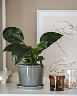 HAY Botanical Family Ruukku Ja Lautanen, M, Dusty Green 11 HAY Botanical Family Ruukku Ja Lautanen, M, Dusty Green -EMI Sisustus Kauppa Home Office Design Stories x My Full House 13