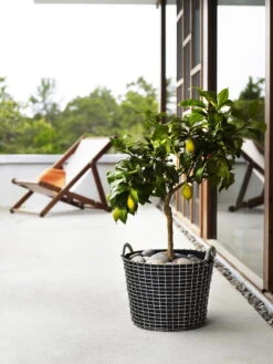 Korbo Istutuspussi 24, 3 Kpl -EMI Sisustus Kauppa korno Classic 24 planting bag tree